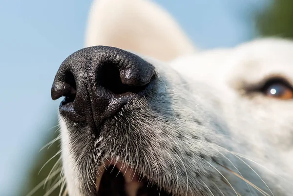 Detailní záběr z bílých švýcarských ovčáků nosu. — Stock fotografie