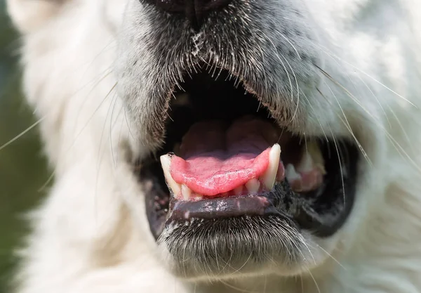 Primer plano de la boca del perro . —  Fotos de Stock
