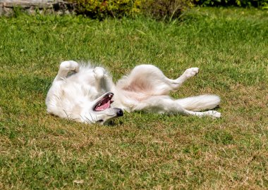 Beyaz İsviçre çimlere uzanmış çoban.