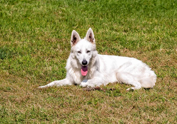 Witte Zwitserse herder liggen op het gras. — Stockfoto