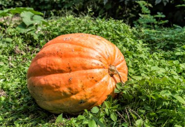 Bahçede turuncu balkabağı
