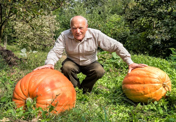 Homme âgé avec des citrouilles orange . — Photo