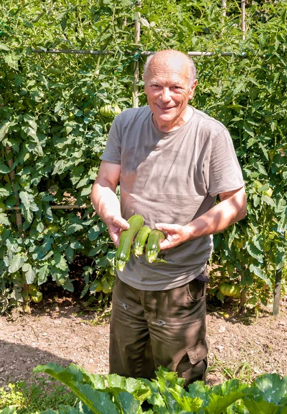 Jardinero con calabacines orgánicos — Foto de Stock