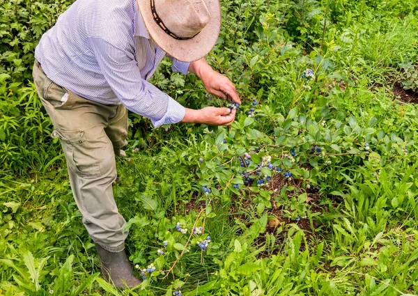 L'homme cueille des bleuets dans la brousse — Photo