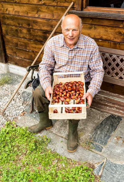 Heureux homme âgé assis avec des châtaignes fraîches — Photo