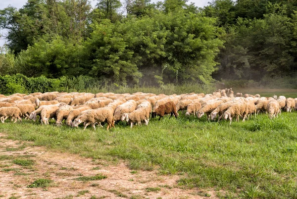 Rebaño de ovejas en el césped están comiendo hierba . —  Fotos de Stock