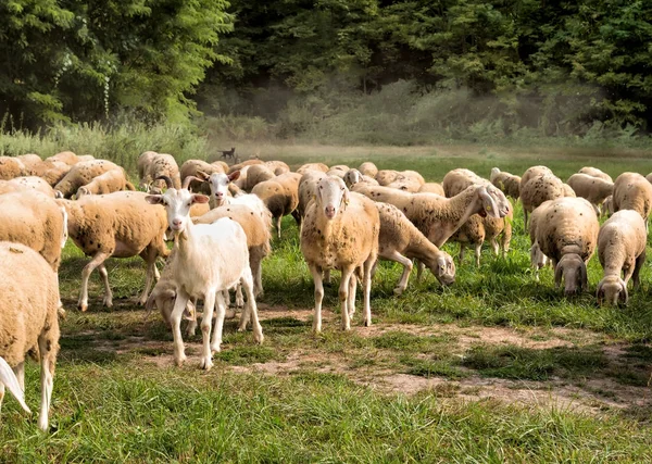 Rebaño de ovejas en el césped están comiendo hierba . —  Fotos de Stock