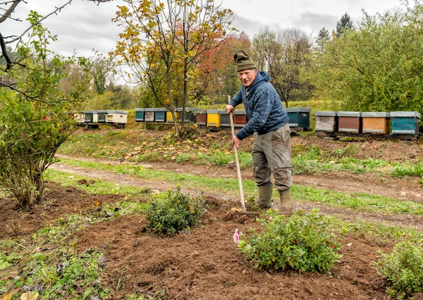 Hombre mayor está trabajando con un rastrillo en el jardín de otoño . —  Fotos de Stock