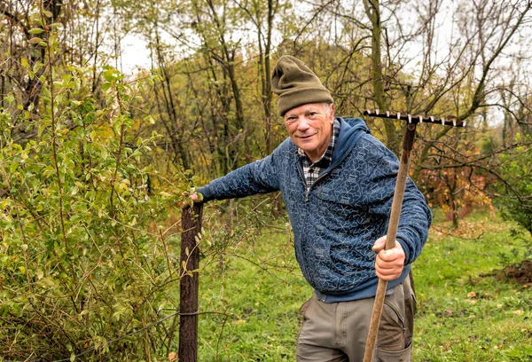 Hombre mayor está trabajando con un rastrillo en el jardín de otoño . —  Fotos de Stock