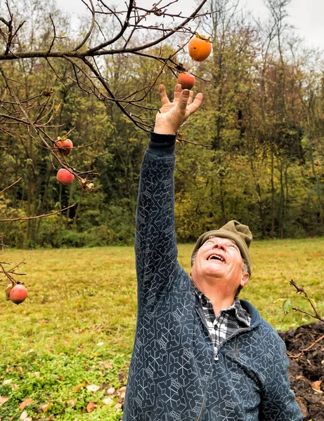 Homme âgé recueille des kaki de l'arbre dans le jardin d'automne . — Photo