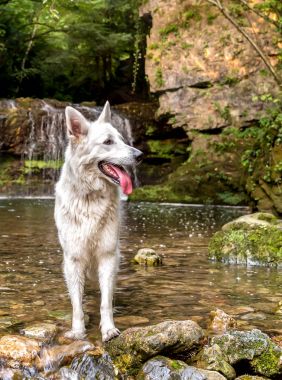 Beyaz şelale göl İsviçre çoban. 
