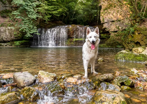 Berger Suisse Blanc dans le lac cascade . — Photo