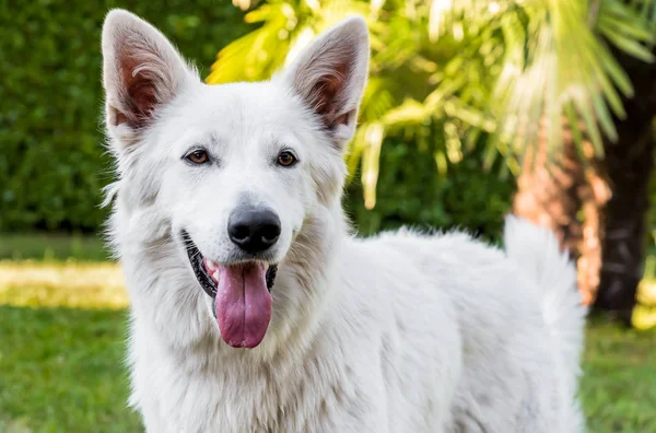 Witte Zwitserse herder buiten portret. — Stockfoto