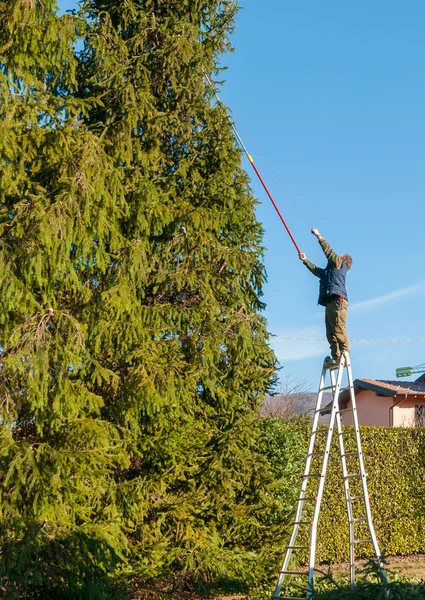 Gardener cutting the branches of a tall pine tree with cutter trimming in the garden.