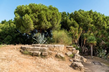 Bereketli bitki örtüsü Bahçe park Villa Giulia Palermo, Sicilya, İtalya