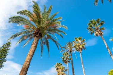 Mavi gökyüzü arka planında palmiye ağaçları.