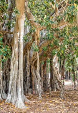 İtalya 'nın Palermo botanik bahçesindeki Ficus makrophylla dev ağacının en eski örneği.. 