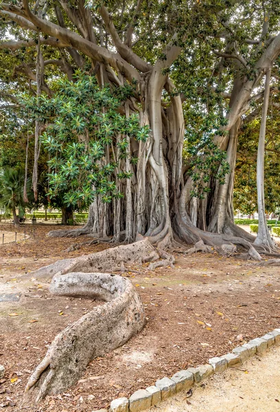 İtalya 'nın Palermo botanik bahçesindeki Ficus makrophylla dev ağacının en eski örneği.. 