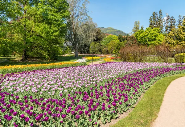 Villa Taranto botanik bahçeleri ile renkli Lale çiçek, Pallanza, Verbania, İtalya.