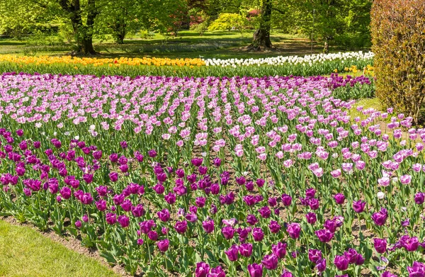 Botaniczny Ogrody Willi Taranto Kolorowe Tulipany Kwitną Pallanza Verbania Włochy — Zdjęcie stockowe