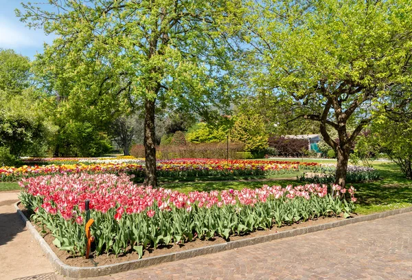 Botanical Gardens of Villa Taranto with colorful tulips in bloom, Pallanza, Verbania, Italy.