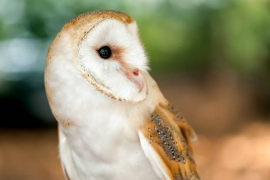 En yaygın peçeli baykuş baykuş türüdür, bu da ortak peçeli baykuş olarak adlandırılır.