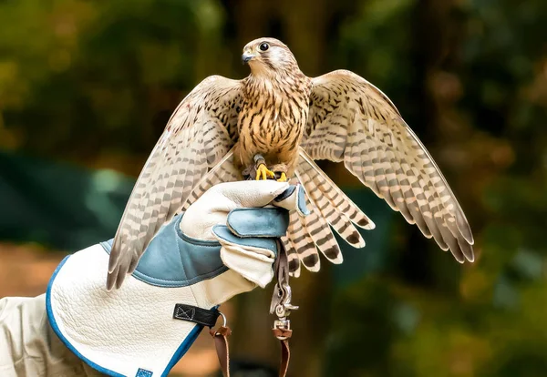Hawk Handlers Hand Open Wings — Stock Photo, Image