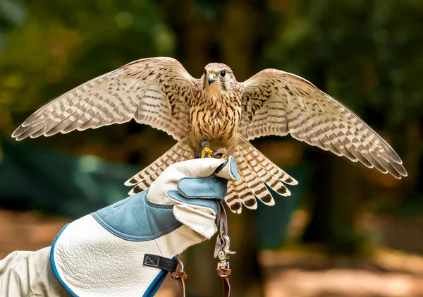 Γεράκι Αφενός Χειριστές Ανοιγμένα Φτερά — Φωτογραφία Αρχείου