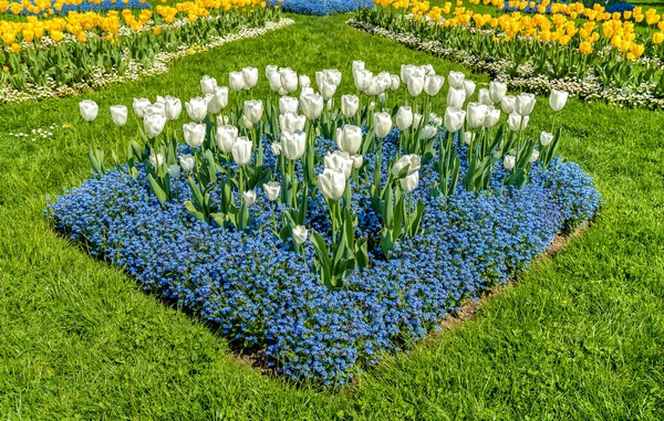 Biało Żółte Tulipany Alpine Niezapominajka Niebieskie Kwiaty Wiosną Naturalnego Tła — Zdjęcie stockowe