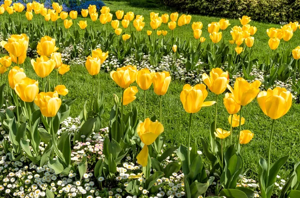 Żółte Tulipany Wiosną Naturalnego Tła — Zdjęcie stockowe