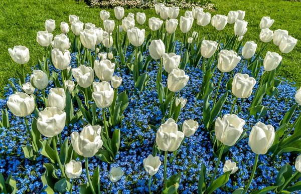 Białe Tulipany Alpine Niezapominajka Niebieskie Kwiaty Wiosną Naturalnego Tła — Zdjęcie stockowe