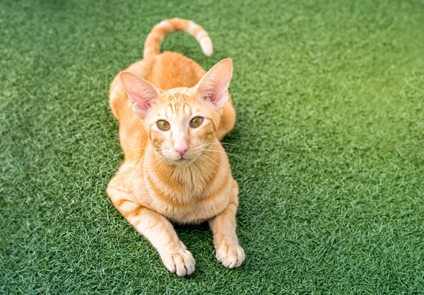 大きな耳 明確な目と緑のカーペットの上で長い鼻を持つ東洋の赤い猫 — ストック写真