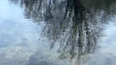 Göl suyunun pürüzsüz yüzeyinde sonbahar ağaçlarının çıplak dallarının yansımaları. Soyut doğal video arkaplanı. Gerçek zamanlı 4K görüntüleri.