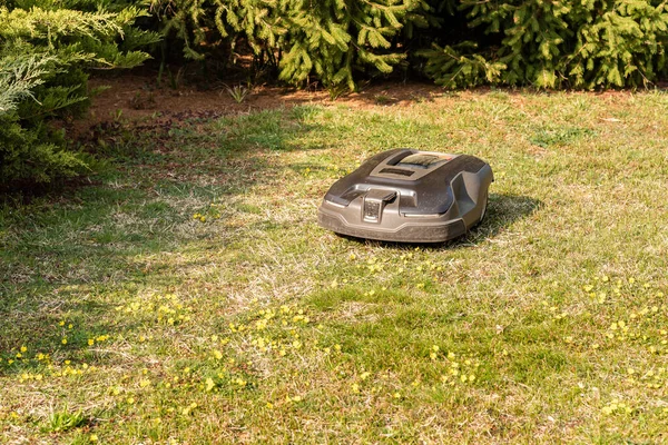 Robotgräsklippare Skär Gräs Trädgården — Stockfoto