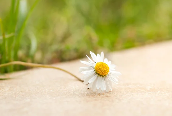 White Daisy Flower Sunlight Springtime — Stock Photo, Image