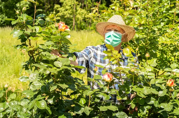 Elderly man wearing a protective mask in the domestic quarantine period in the garden to cure roses.