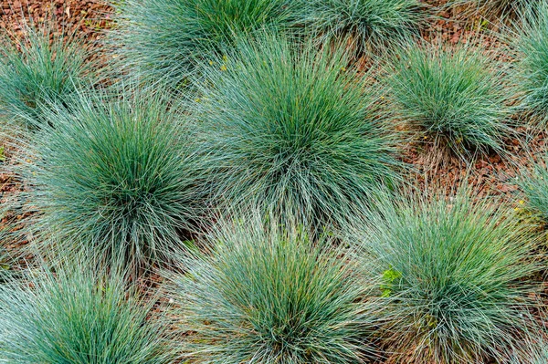 Festuca glauca, Poaceae familyasından çiçek açan bir bitki türüdür..