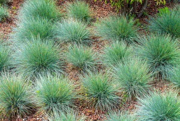 Festuca glauca, Poaceae familyasından çiçek açan bir bitki türüdür..