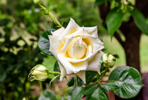 Crème Blanche Rose Sur Fond Vert Naturel — Photo