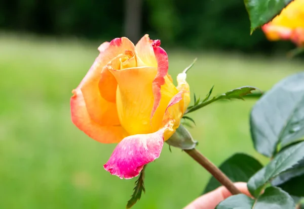 Rosa Amarilla Con Pétalos Rosados Sobre Fondo Verde Natural —  Fotos de Stock