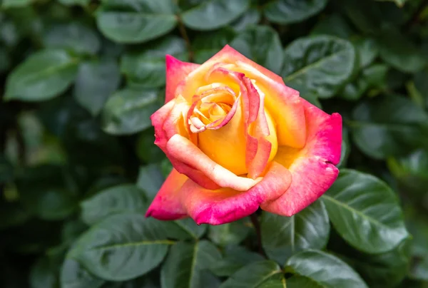 Rosa Amarilla Con Pétalos Rosados Sobre Fondo Verde Natural —  Fotos de Stock