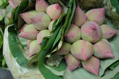 Pembe Lotus iki demetleri