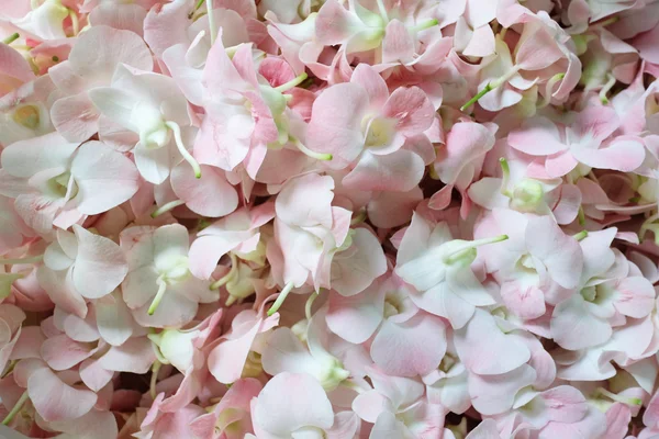 Light pink orchid — Stockfoto