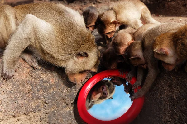 RED MIRROR REFLECT A GROUP OF MONKEYS
