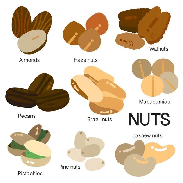 MANY KINDS OF NUTS — Stock Vector