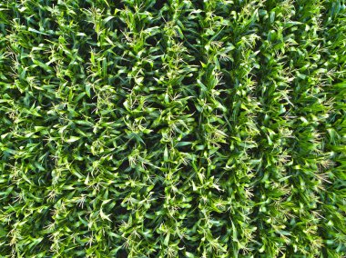 Mısır alanının Üstten Görünüm