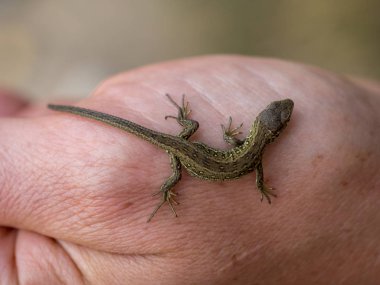A lizard on his hand