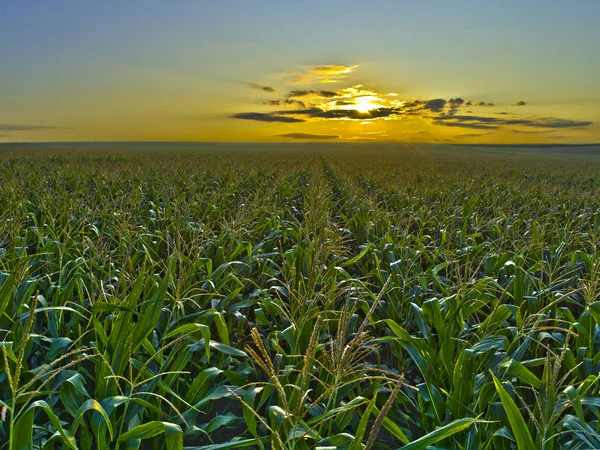 Sonnenaufgang Über Einem Maisfeld — Stockfoto