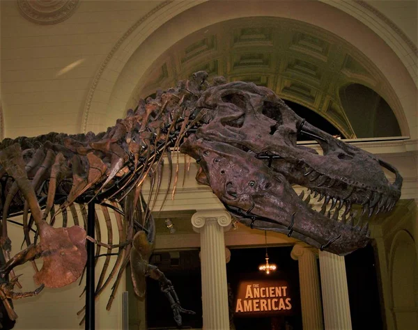 Tyranozaur Rex Złożył Szkielet Miejskim Muzeum — Zdjęcie stockowe