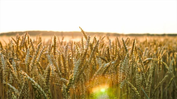 Goudtarwe Ochtend Oekraïense Tarweveld Dorpszonsondergang — Stockfoto